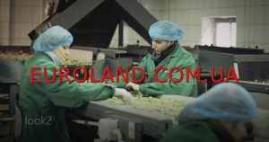 Работа в Польше сортировка овощей